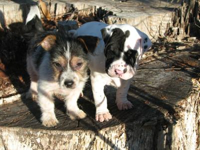 Sparta & Duke