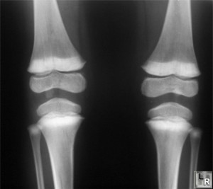 http://blogs.plos.org/speakeasyscience/files/2010/09/cow82-300x267.jpg