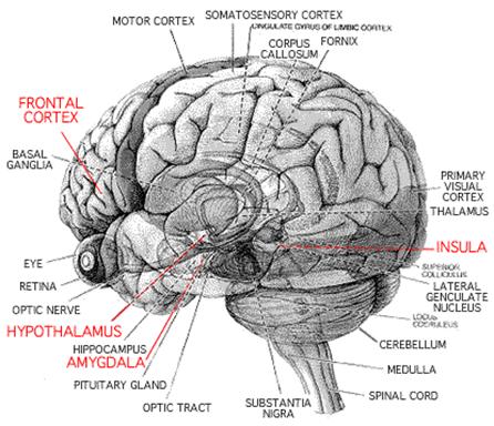 Brain Diagram