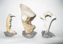 Lead in Bones in Lead