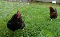 Backyard chickens. Artist: Emily Grace